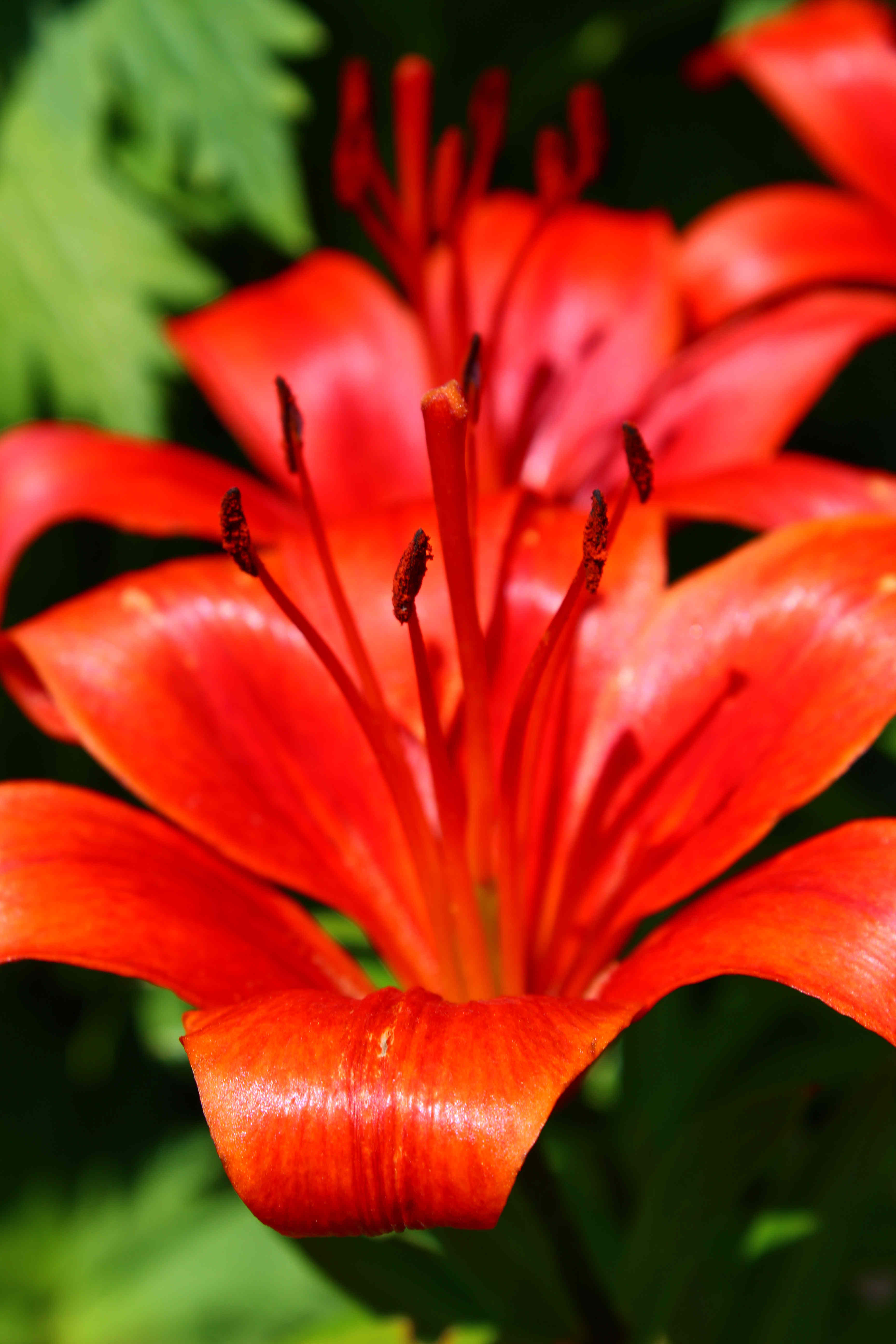 red flower